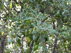 Garrya laurifolia