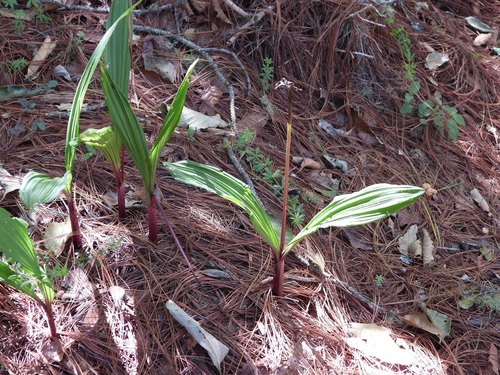 Govenia liliacea, photograph 3