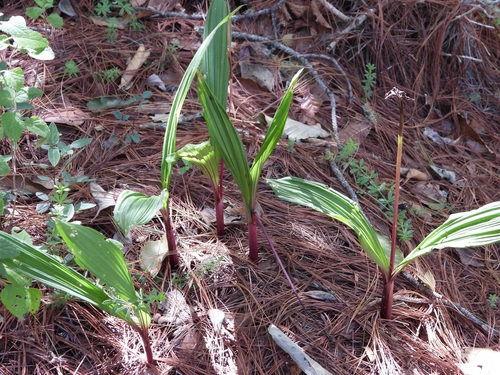 Liliaceae observed 2026-08-24