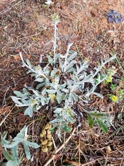 Gamochaeta argyrinea