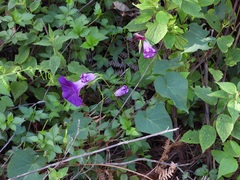 Ipomoea orizabensis, photograph (c) Neptalí Ramírez Marcial, some rights reserved (CC BY)