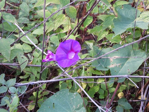 Ipomoea orizabensis, photograph 5