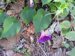 Ipomoea orizabensis, photograph (c) Neptalí Ramírez Marcial, some rights reserved (CC BY)