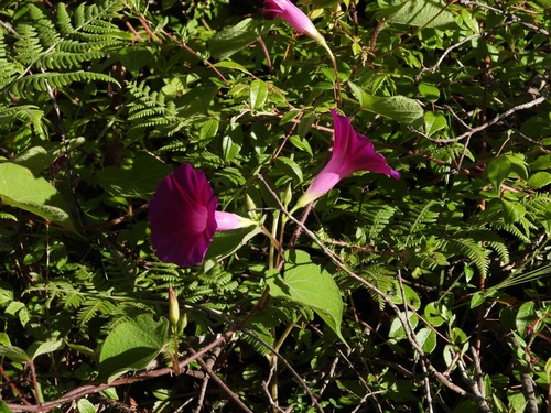 Ipomoea orizabensis, photograph 3