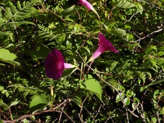 Ipomoea orizabensis, photograph (c) Neptalí Ramírez Marcial, some rights reserved (CC BY)
