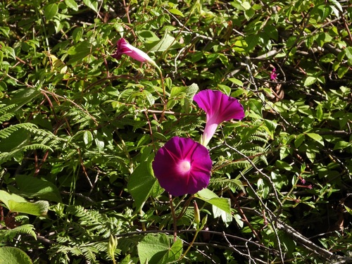 Ipomoea orizabensis, photograph 2