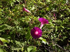 Ipomoea orizabensis, photograph (c) Neptalí Ramírez Marcial, some rights reserved (CC BY)