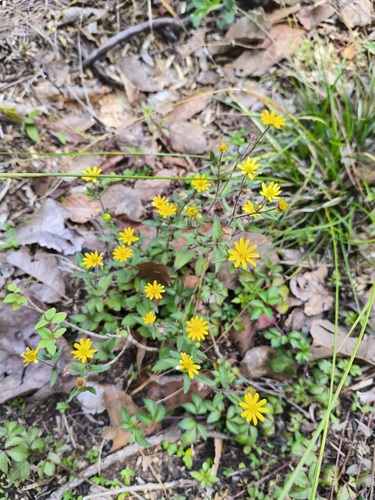 Melampodium montanum, photograph 2