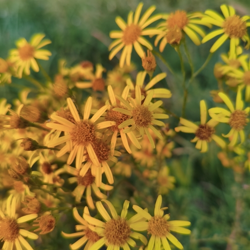 ragwort