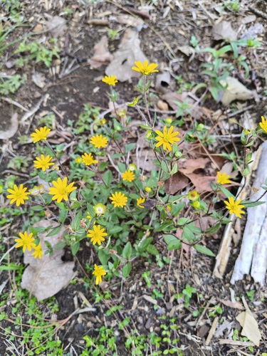 Melampodium montanum
