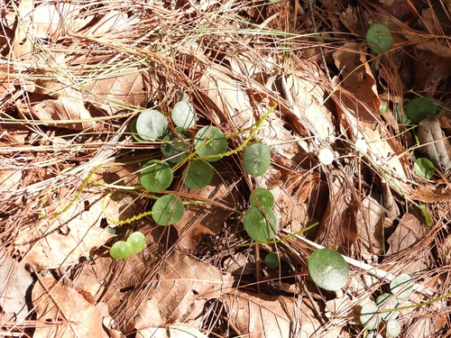 Peperomia bracteata