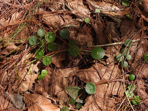 Peperomia bracteata, photograph 1