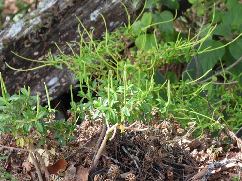 Peperomia galioides, photograph 1
