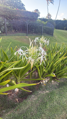 Crinum asiaticum observed 2026-08-27