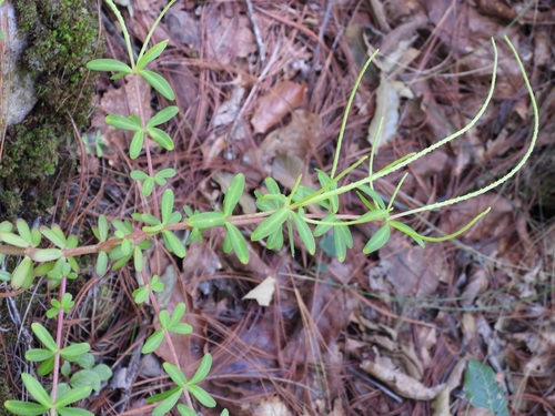Peperomia galioides, photograph 2