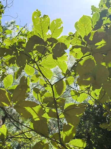 Quercus calophylla