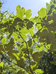 Quercus calophylla