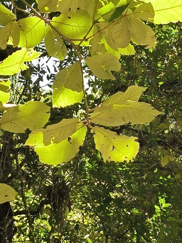 Quercus calophylla, photograph 3