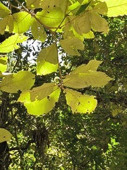 Quercus calophylla, photograph (c) Neptalí Ramírez Marcial, some rights reserved (CC BY)