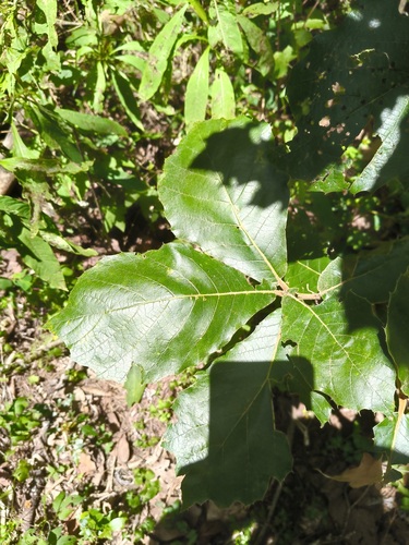 Quercus calophylla, photograph 2