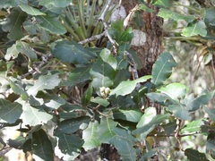 Quercus rugosa