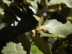Quercus rugosa, photograph (c) Neptalí Ramírez Marcial, some rights reserved (CC BY)
