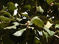 Quercus rugosa, photograph (c) Neptalí Ramírez Marcial, some rights reserved (CC BY)