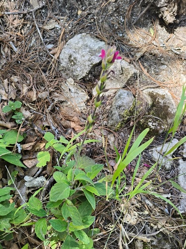 Salvia chiapensis, photograph 4