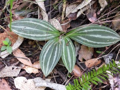 Sarcoglottis sceptrodes