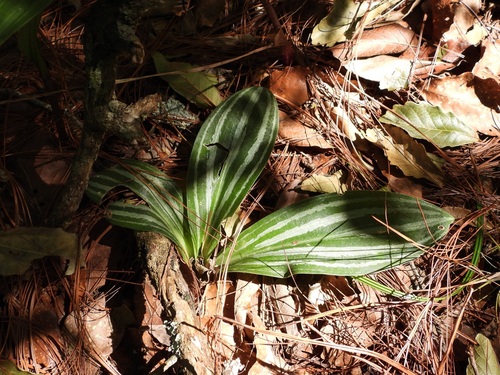 Sarcoglottis sceptrodes, photograph 1