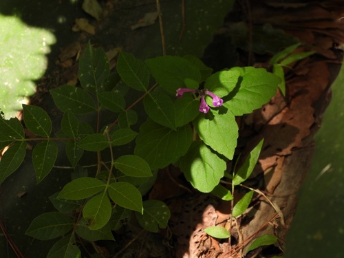 Scutellaria seleriana, photograph 1