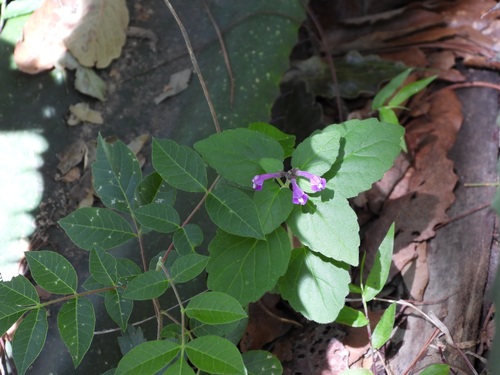 Scutellaria seleriana