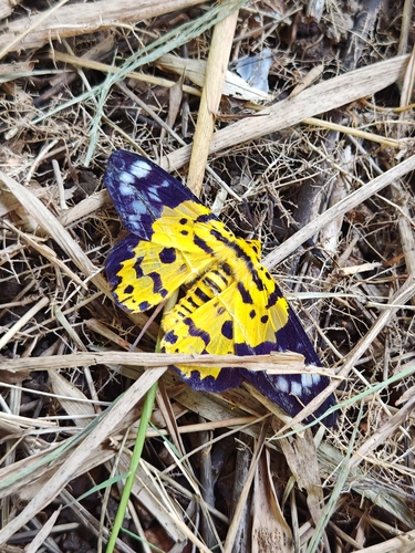 False Tiger Moth