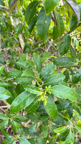 Cestrum laevigatum, photograph 5