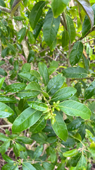Cestrum laevigatum, photograph author not stated, no rights reserved