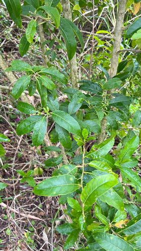 Cestrum laevigatum, photograph 6
