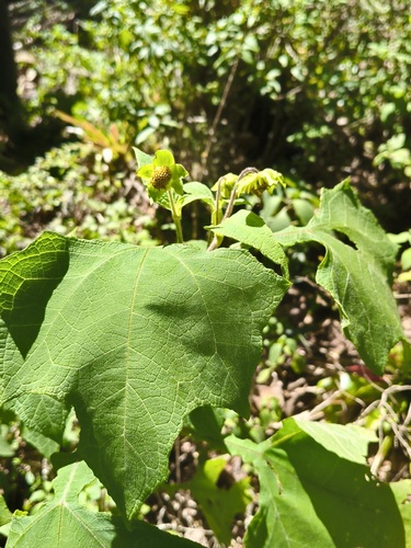 Smallanthus maculatus, photograph 6