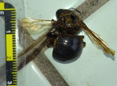 Xylocopa ruficeps