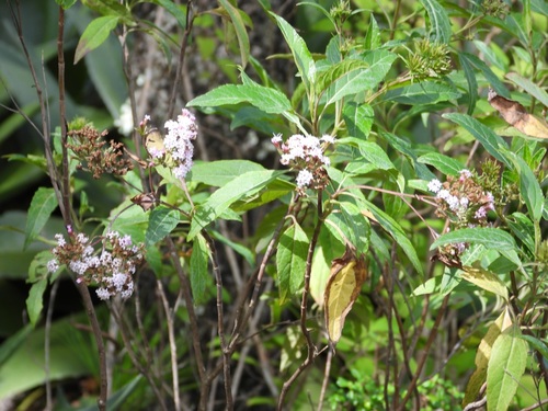 Stevia lucida, photograph 5
