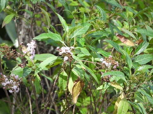 Stevia lucida, photograph 6