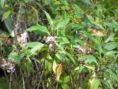 Stevia lucida, photograph (c) Neptalí Ramírez Marcial, some rights reserved (CC BY)
