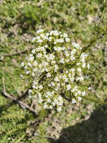 Stevia serrata, photograph 2