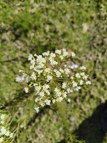Stevia serrata, photograph 1
