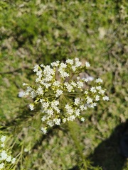 Stevia serrata