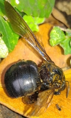 Xylocopa ruficeps