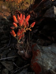 Dudleya cymosa pumila