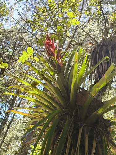 Tillandsia ponderosa, photograph 1