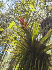 Tillandsia ponderosa