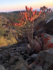 Dudleya cymosa pumila