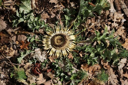 Carlina acanthifolia, photograph 3